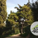 Προπονήσεις στις trail διαδρομές του Lycabettus Run! | 3rd Lycabettus Run Κυριακή 12 Μαρτίου 2017